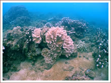 Snorkelling and Diving