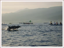 Dolphin watching at sea