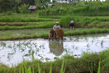 Rice fields
